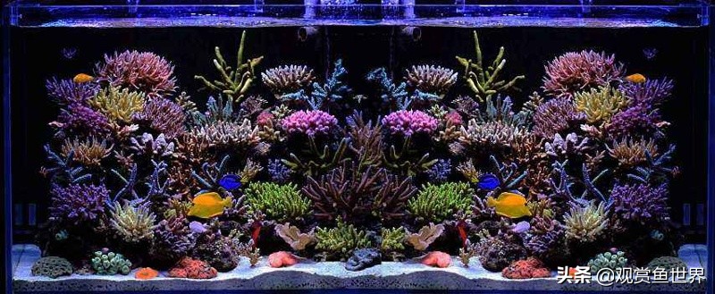 海水鱼用普通缸可以吗,适合小缸单养的海水鱼