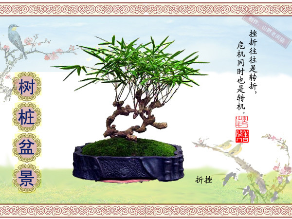 鏍戞々鐩嗘櫙楂樻竻鍥剧墖,姒旀鐩嗘櫙鏍戞々