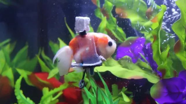 金鱼患上鱼鳔失调症，没有办法正常游，主人为其特制“水下轮椅”