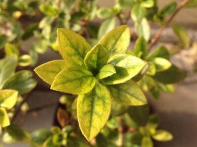 喇叭花叶子发黄怎么挽救,家里养花叶子发黄是什么原因