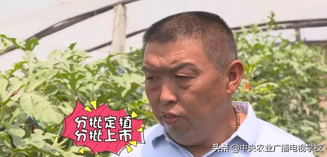 卖小西瓜技巧,卖西瓜小妙招