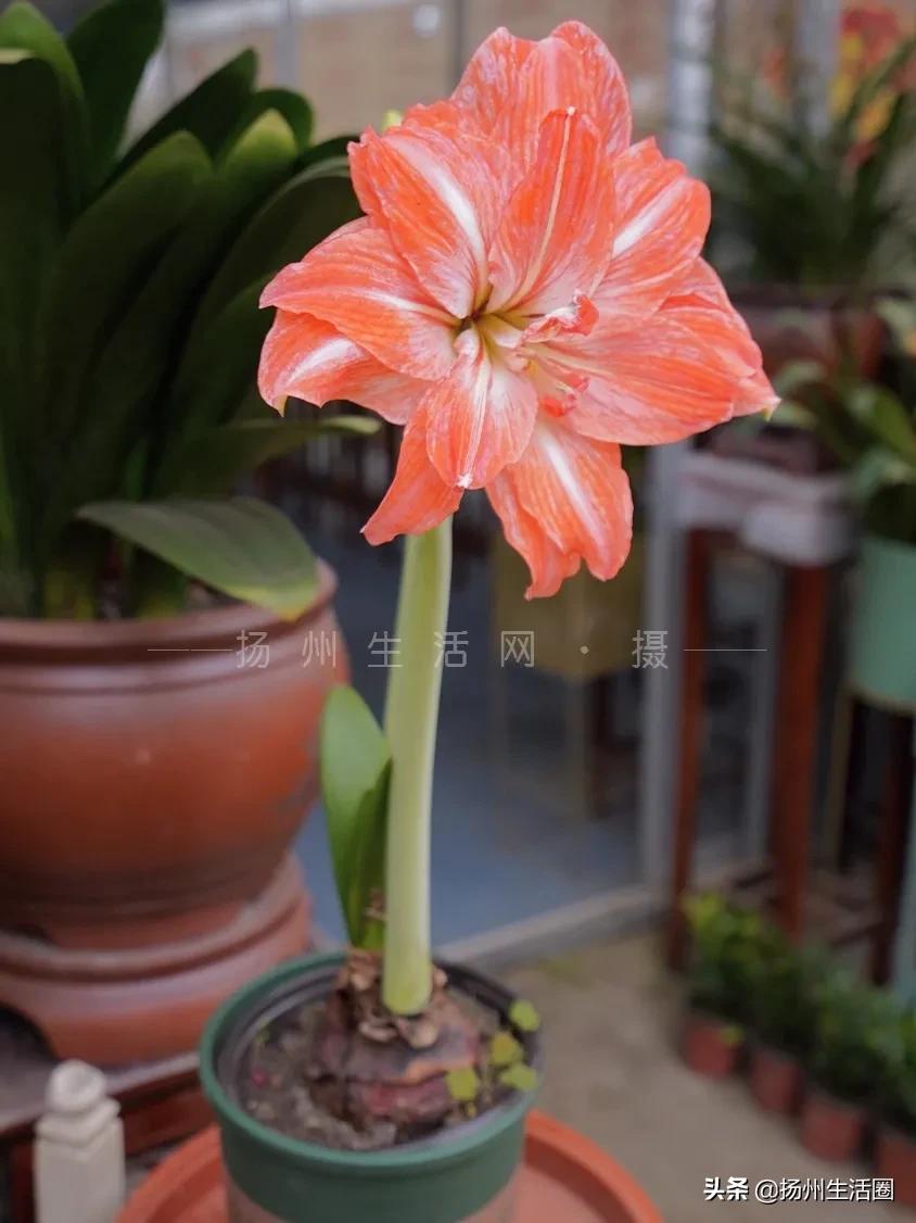 扬州盆栽花卉批发市场,扬州花木城花卉批发市场