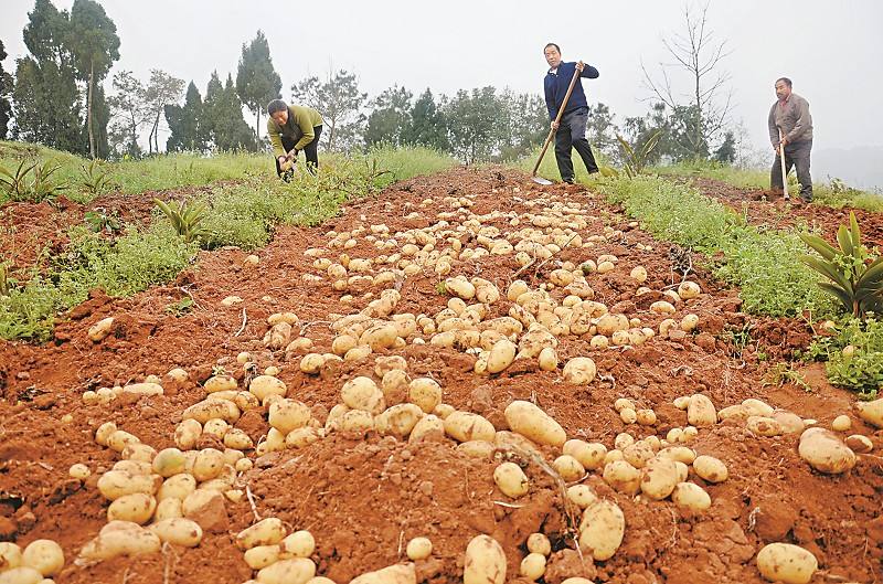金代承安宝货铜币成交价,承安宝货银锭一两半价格