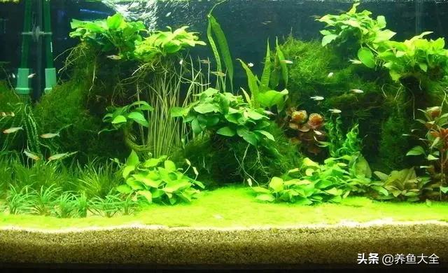 水草泥下水草烂根,水草泥种植水草烂根