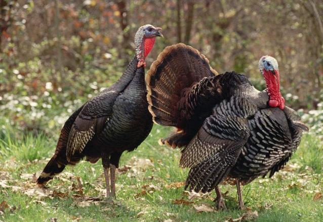 高清童年常见飞禽篇(值得珍藏)