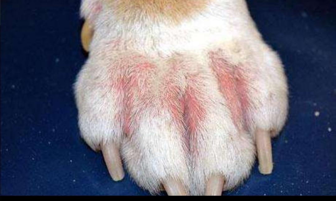 狗狗趾间炎怎么治不肯擦脚,狗狗每天洗脚会趾间炎吗