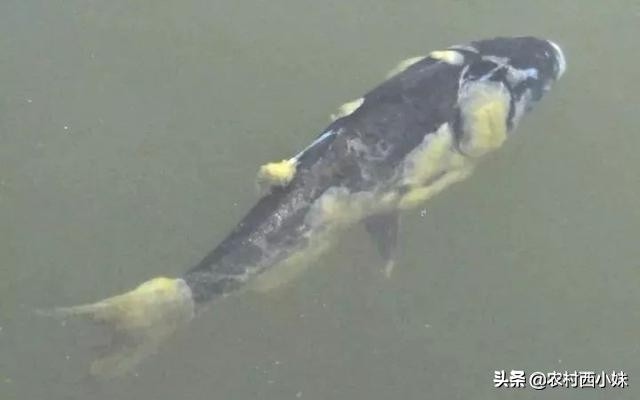 水产养殖水霉病怎么治疗最好,水霉病怎么预防