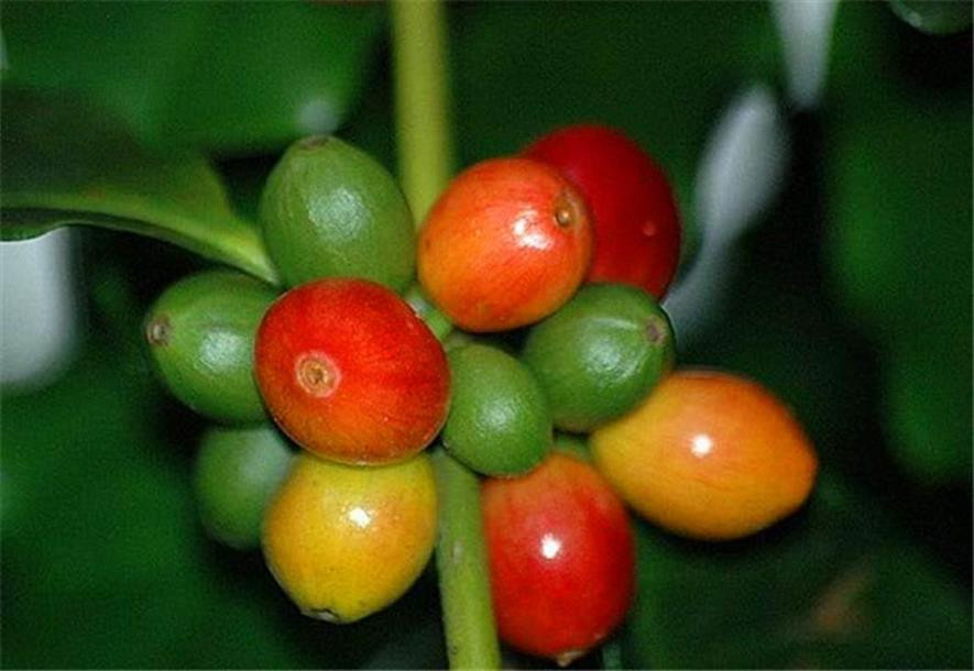 百种味道的果子,四季百种果子图片