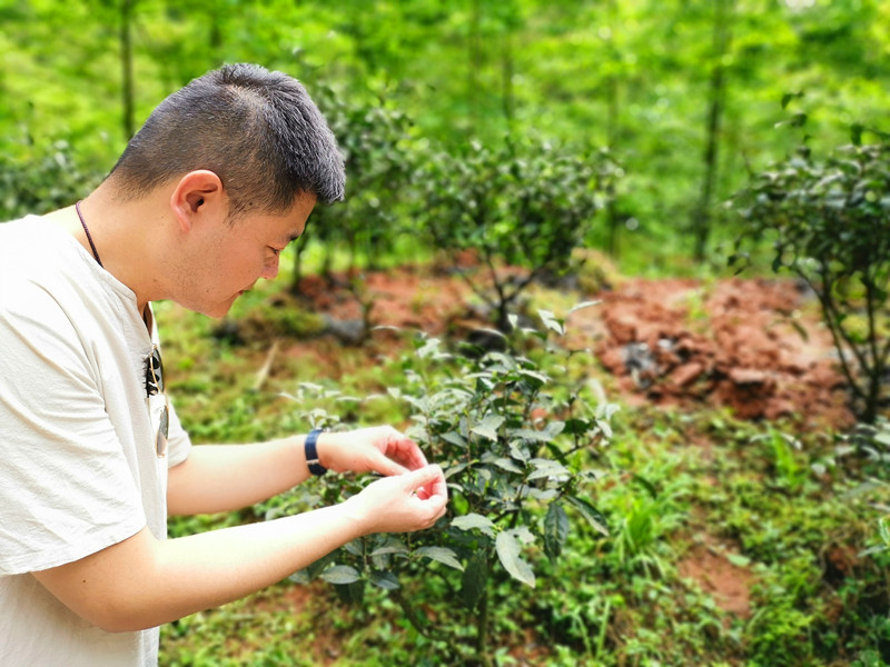 茶文化清雅,高洁清雅的茶文化