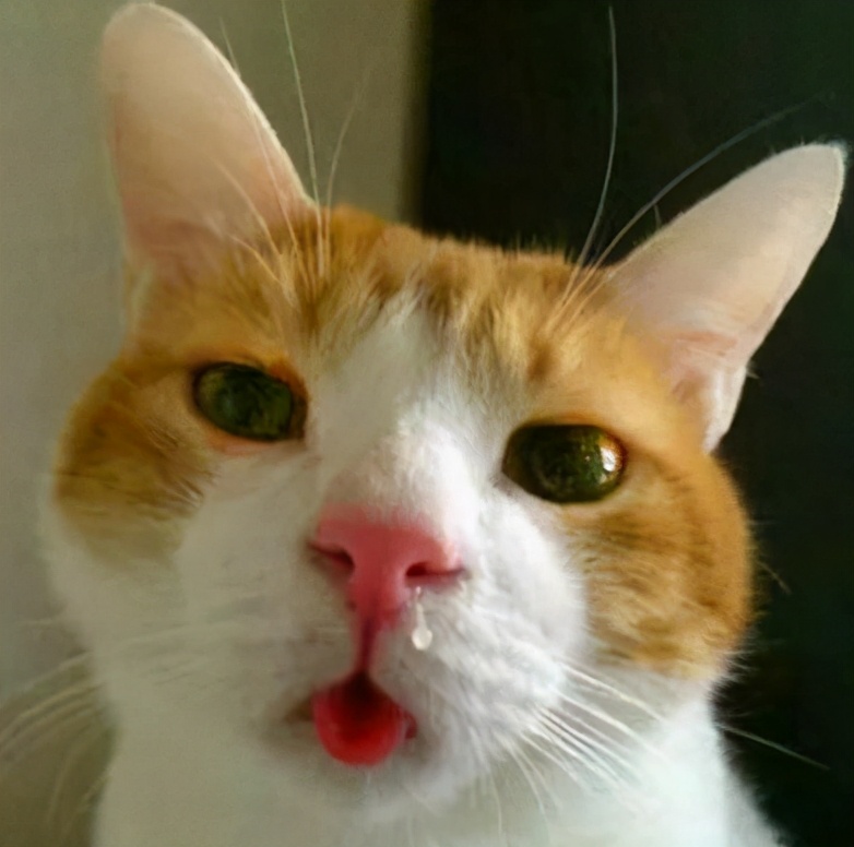 猫咪常见的7种疾病：病因、症状及治疗方法，铲屎官必看