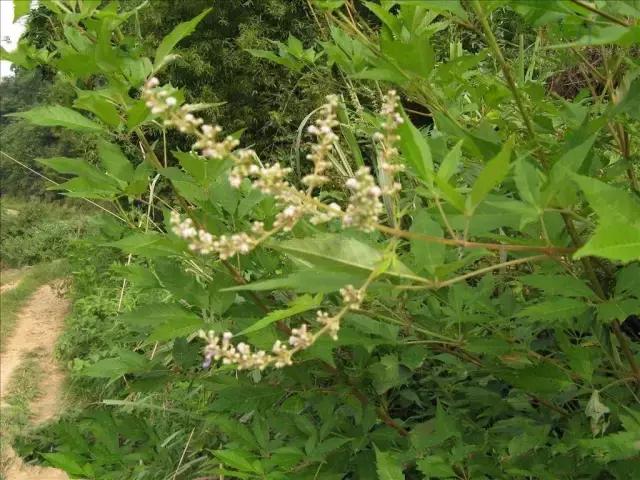 我国很多成语与植物有关,汉语成语中的植物文化