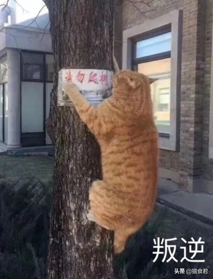 家里的猫咪调皮没规矩,主人该如何才能让它变得乖巧起来?