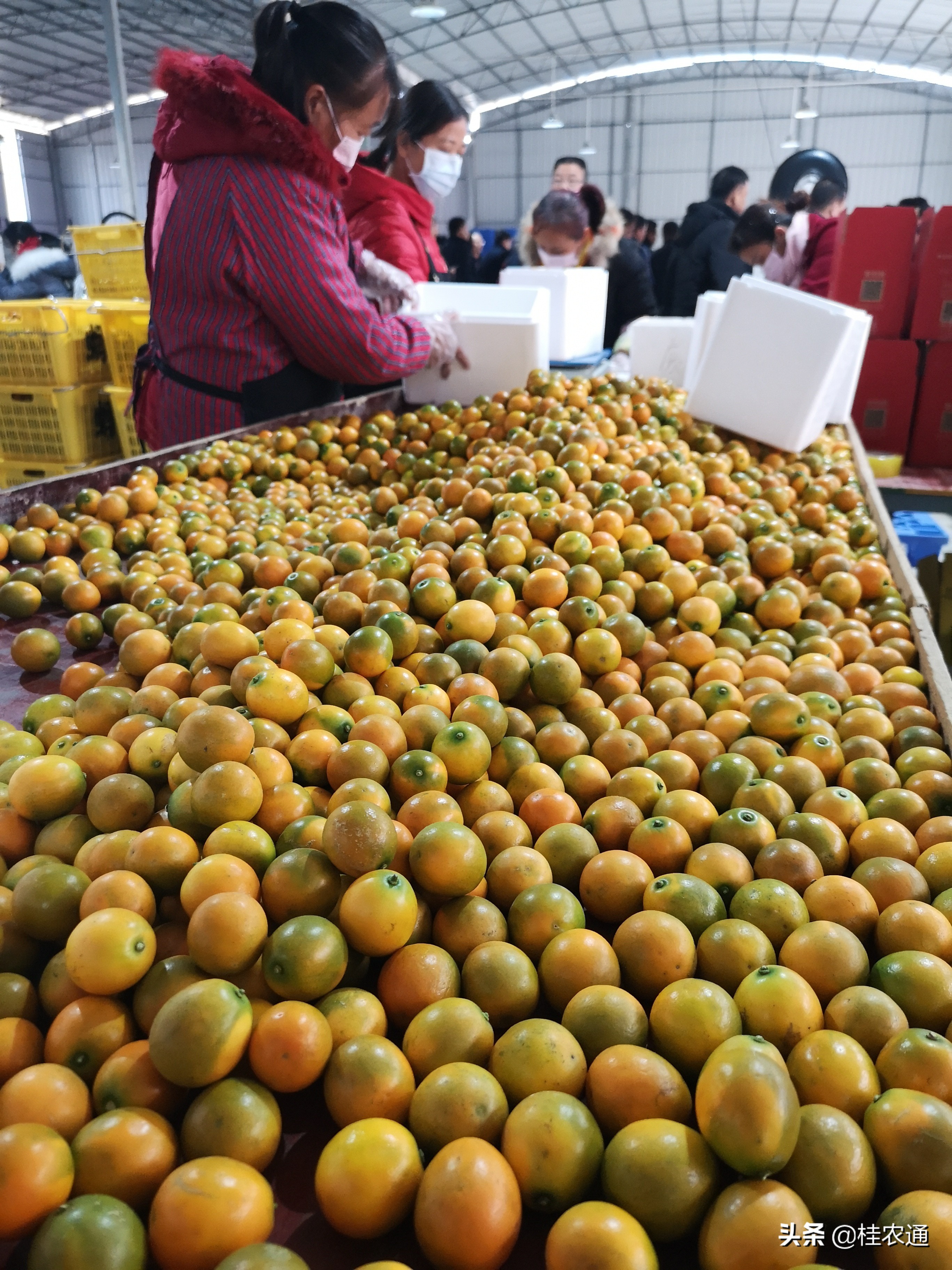 柑橘代办员，一种让广西沙糖桔沃柑销得更快更好更远的新职业