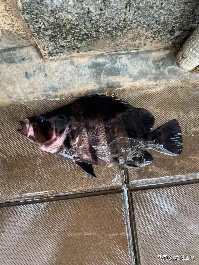 巴西亚能和飞凤一起混养吗,金龙巴西亚飞凤混养