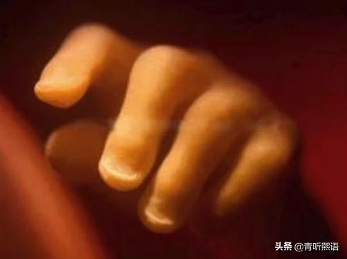 产检时间有什么讲究？医生从胚胎1周到40周成长史来解释原因。