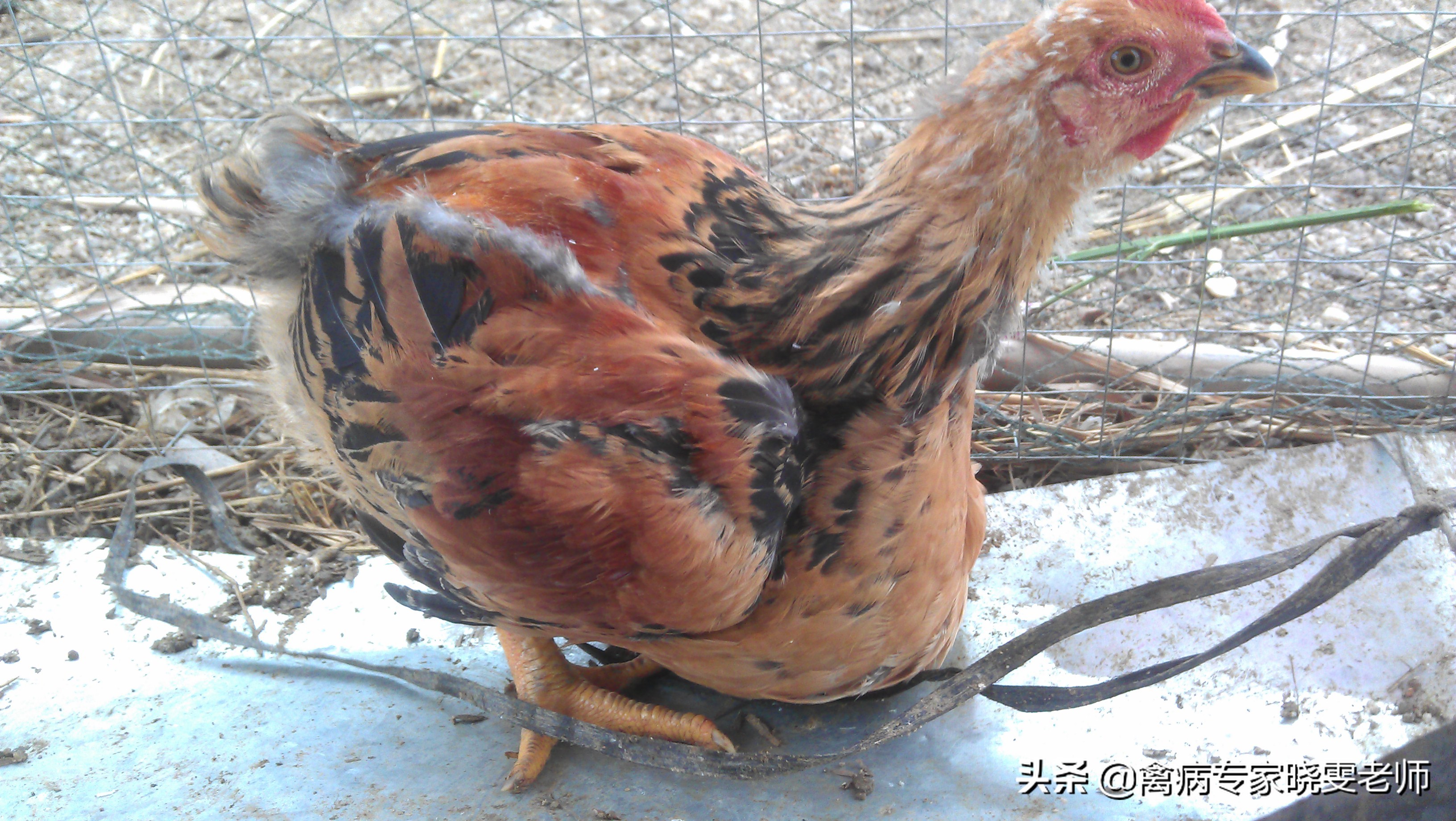 鸡嗉囊胀气怎么处理,治鸡嗉囊积食土方