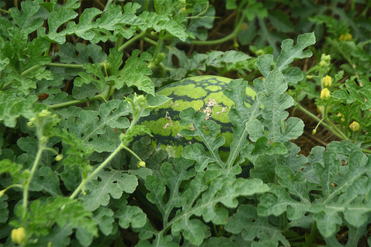 农作物被鸟破坏怎么办,除鸟害最有效方法
