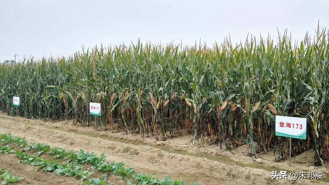 袁隆平玉米,中国农业大国袁隆平