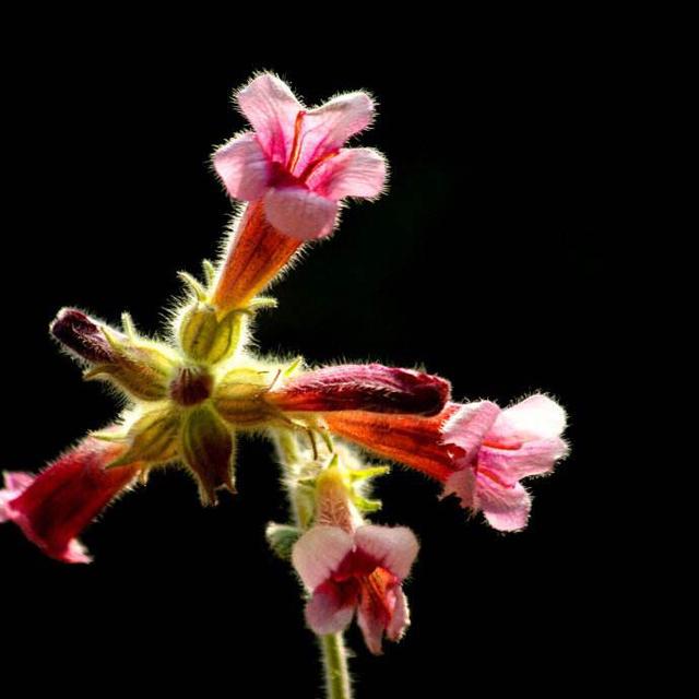 影响中药药效的药物因素,影响中药稳定性的外界因素有哪些