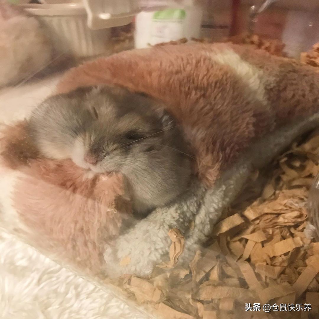 仓鼠被关在防御间了,仓鼠被关进笼子里