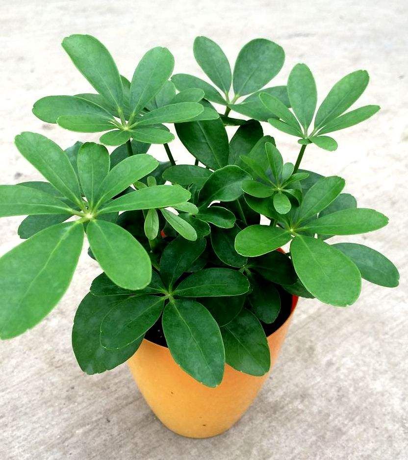 家里的植物叶片发黑怎么办,家里植物叶子发黄掉叶土方法