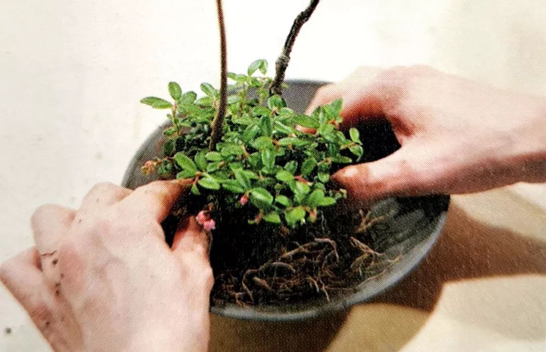 盆景制作方法与技巧,盆景制作小技巧