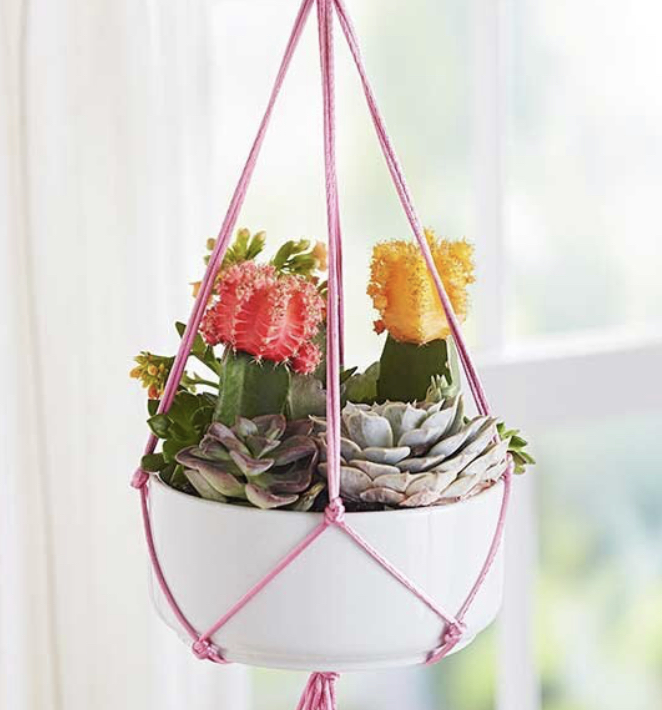 悬挂植物,好看独特的植物装饰