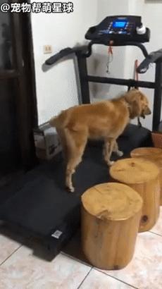 下雨天在家运动，大金毛竟这样偷懒！铲屎官笑喷
