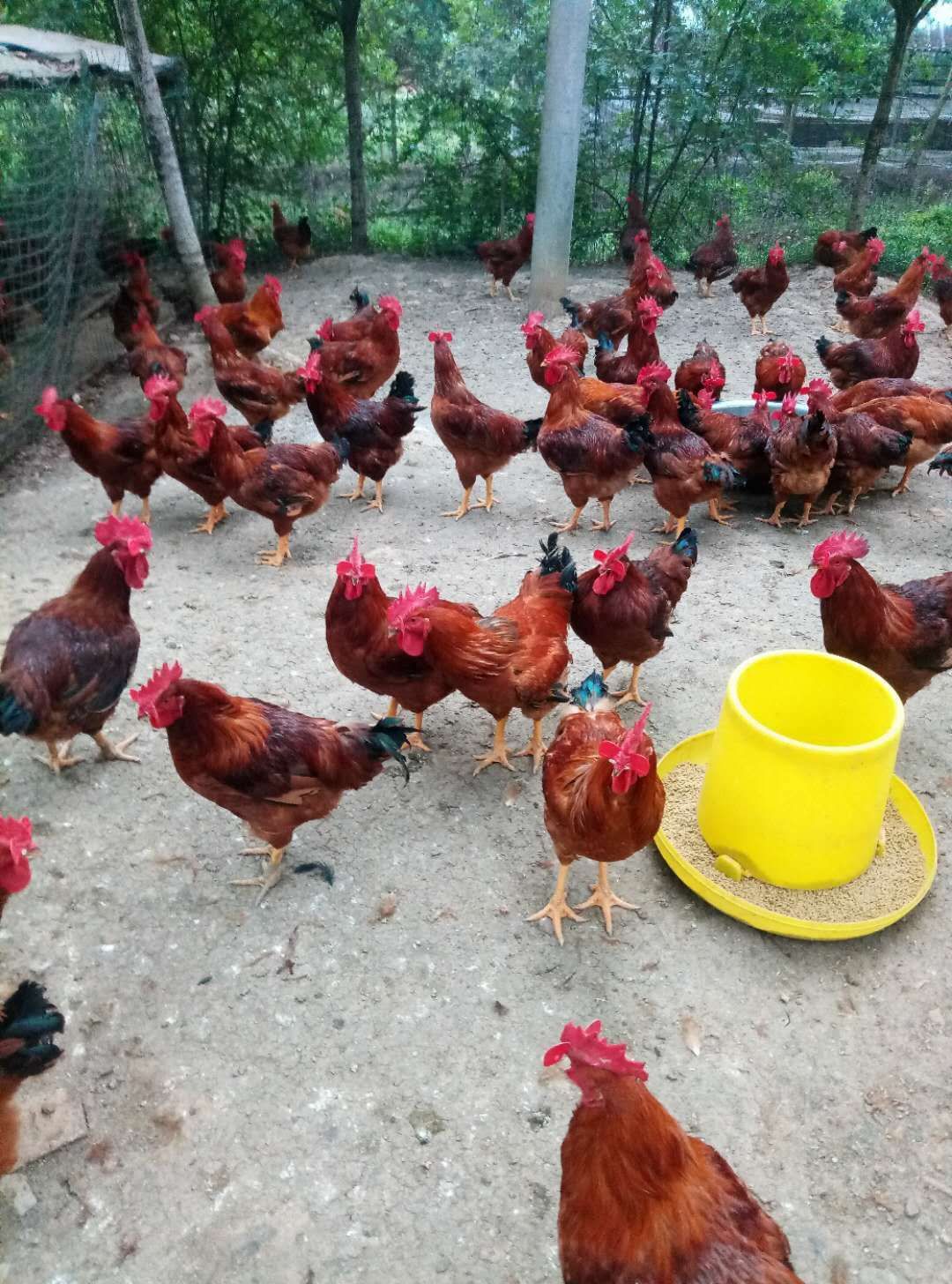 鸡群啄肛,散养鸡啄蛋最佳解决方法