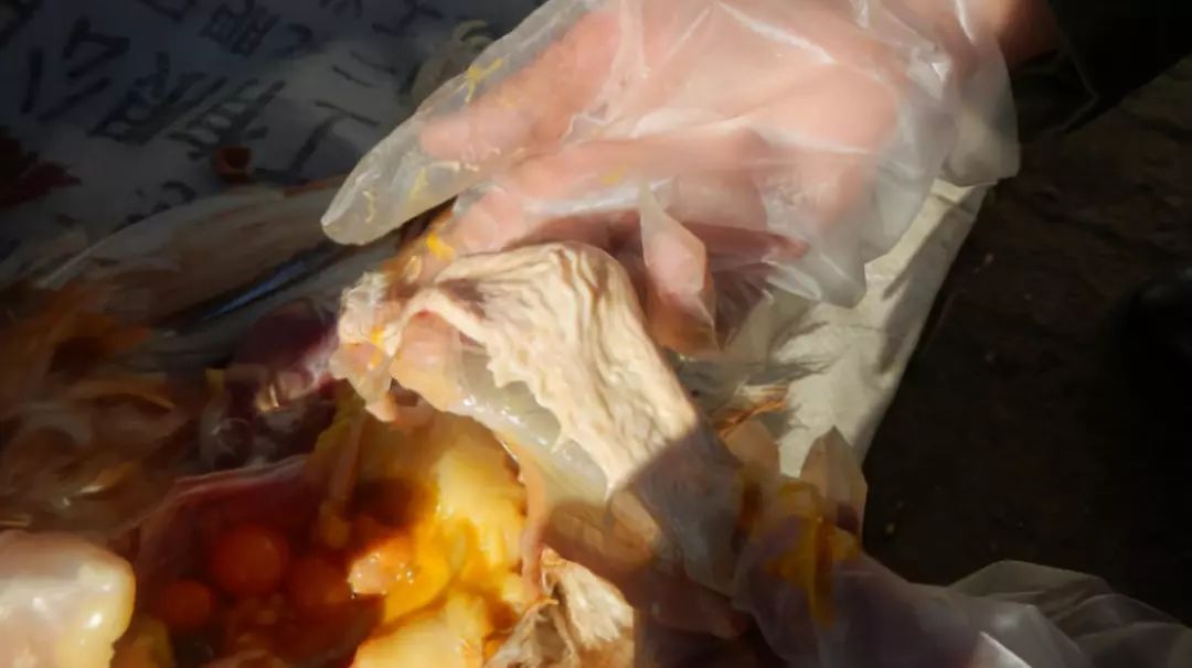 蛋鸡产蛋率上不去原因,为什么蛋鸡抱窝不产蛋