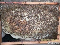 蜜蜂下痢是什么引起的,蜜蜂得了爬蜂病怎么办