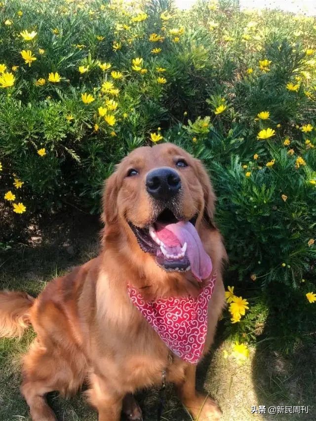 金毛被空运转为陆运,空运改陆运金毛事件