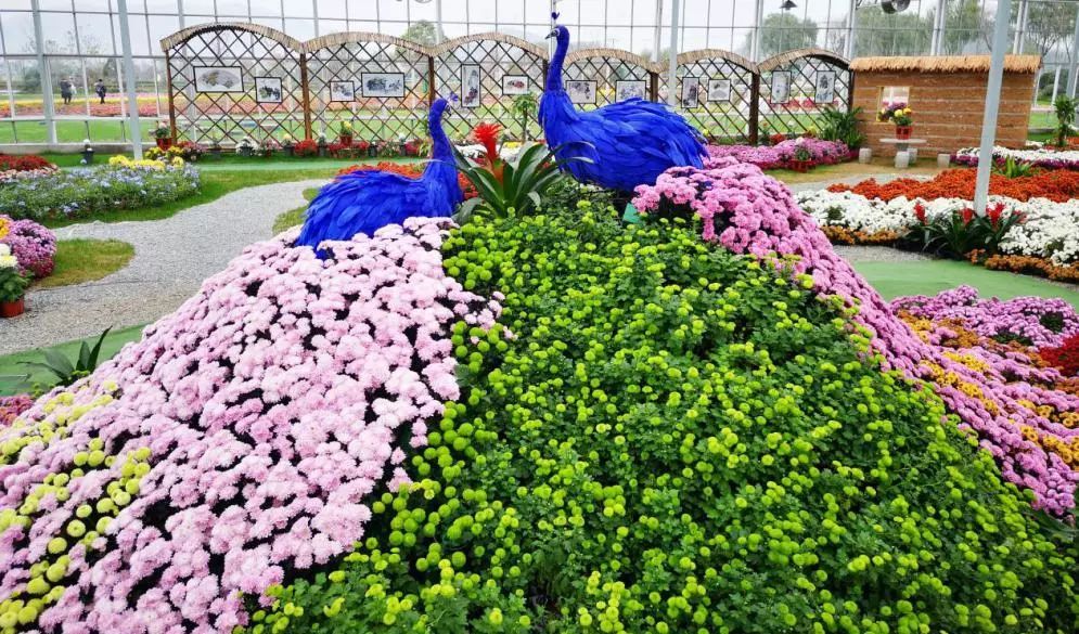 转发此推文，享绍兴平水海丰菊园半价票，更更更送自采菊花一束