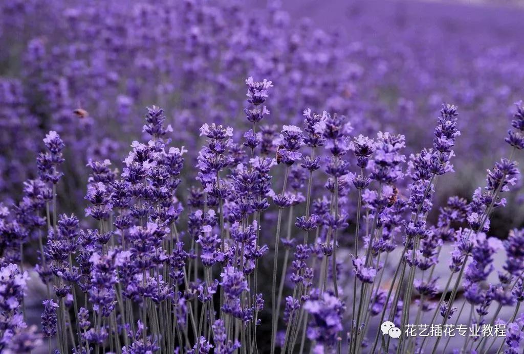 「花艺知识」50种常见花材的花语~（建议收藏）
