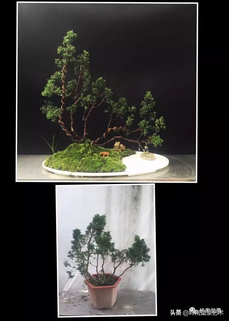女盆景师丁昕,丁昕盆景