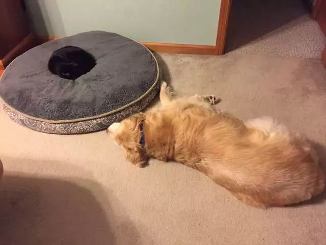 金毛犬去世猫咪舍不得它走,黑猫死后狗子伤心