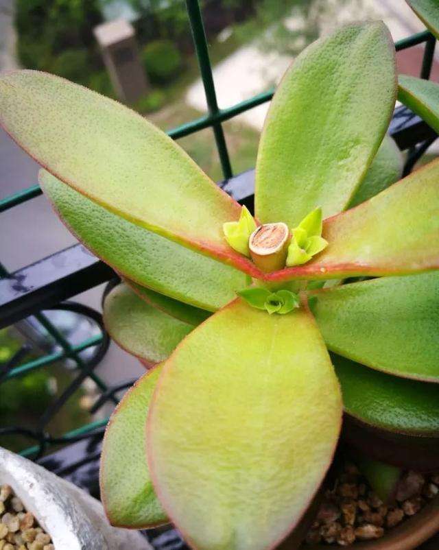 多肉砍头后爆头怎么处理,多肉砍头后怎么才能长出小头