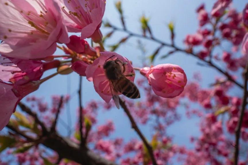微距为什么都是超广角,微距为什么要三脚架和灯