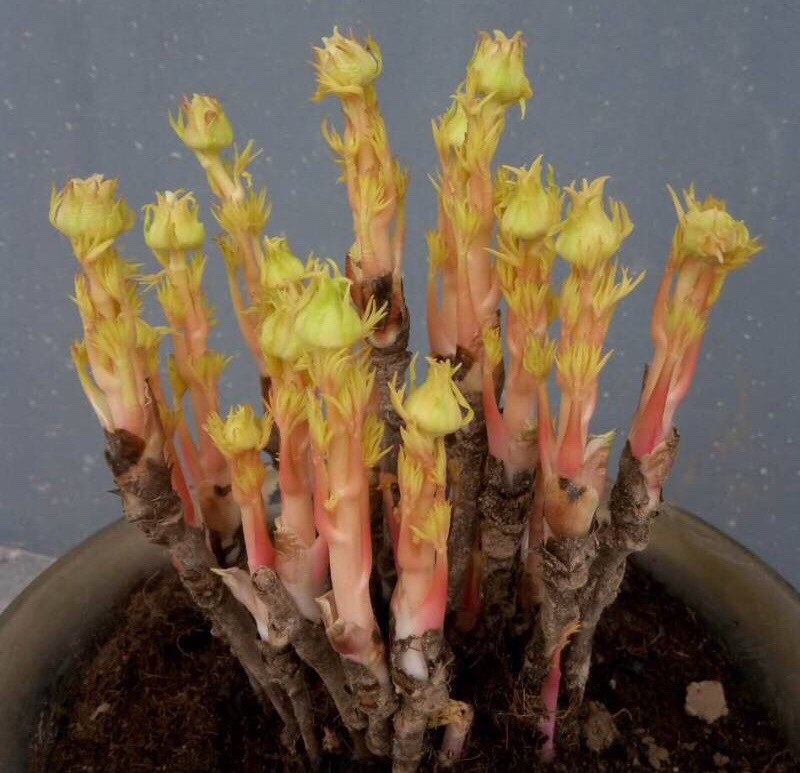 盆栽牡丹怎么养视频,盆栽牡丹的种植方法及管理