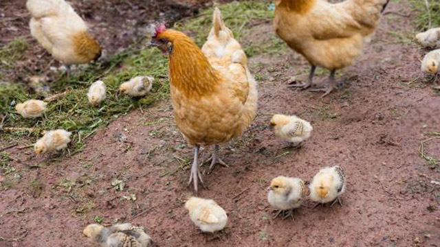 鸡传染性喉气管炎如何防治,鸡传染性喉气管炎用什么药治疗