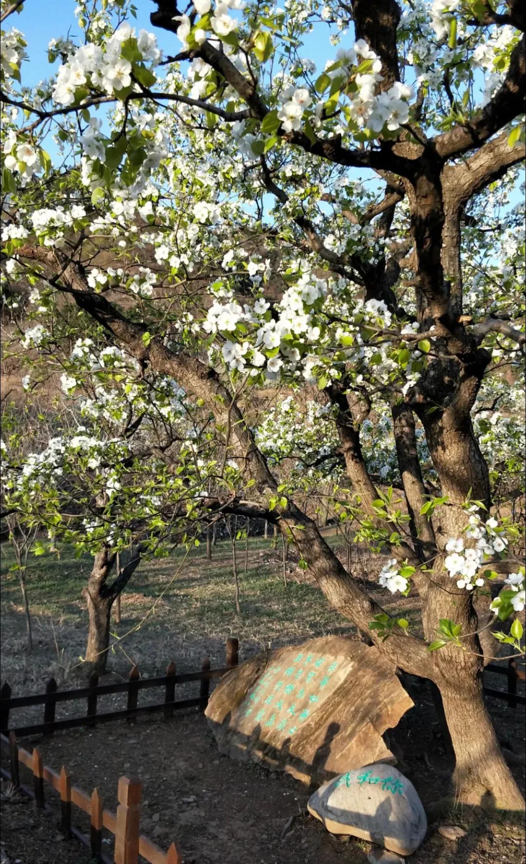 一个不出郑州的踏青好去处,天津春游公园推荐