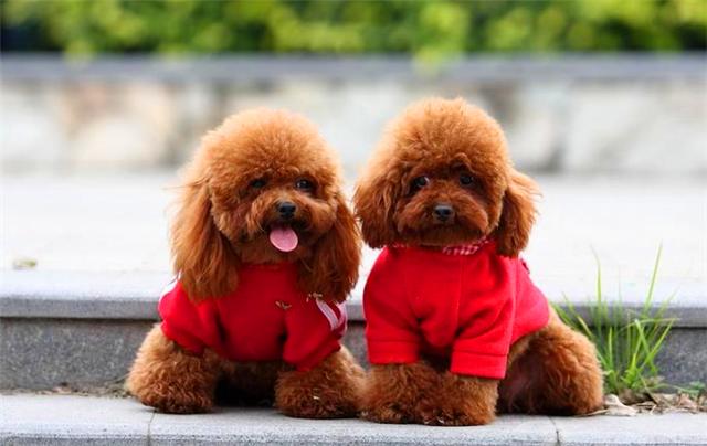 世界上最大的狗身高排名,世界上最大的狗但是一点也不凶猛