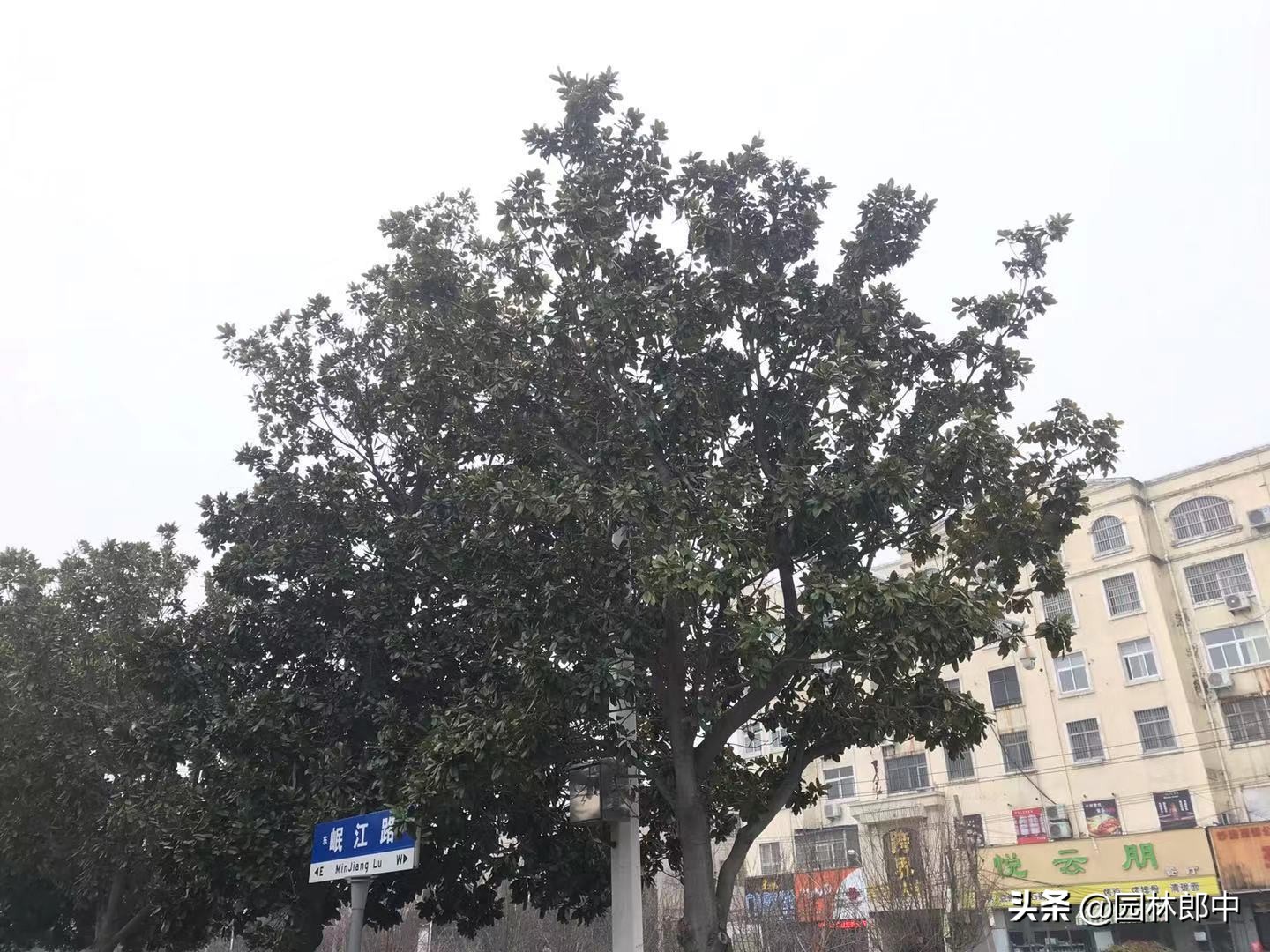 广玉兰主干枯死是什么原因,路边绿化树枯死怎么办