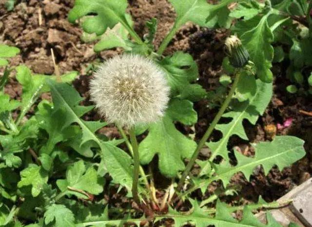 养鸡小妙招：雏鸡饲料加蒲公英，鸡群生病不用愁