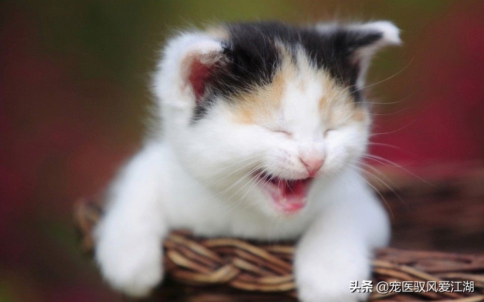 如何快速治疗猫咪猫癣,猫癣猫咪如何预防
