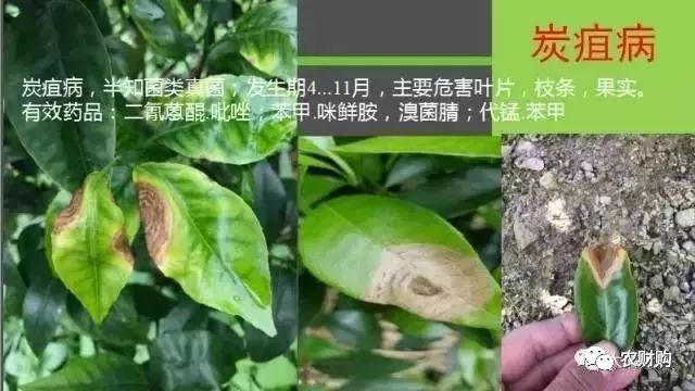 炭疽如何治疗以及预防,炭疽的预防和治疗