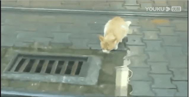 去土耳其当猫好吗,在土耳其做一只幸福的猫