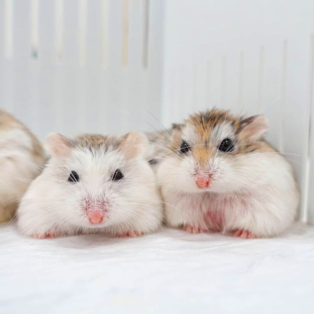 浠撻紶瀵归紶瀹濆疂涓嬫墜,浠撻紶鍜岄紶瀹濆疂鎵撴灦