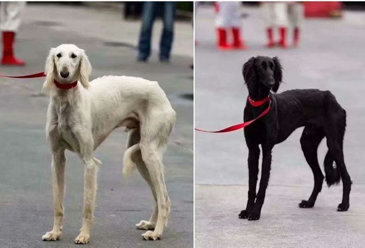 谁知道这是什么品种的狗,这是什么狗的品种