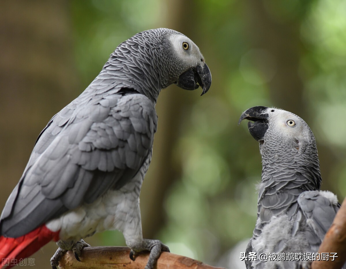 模仿人语世界闻名的鹦鹉，非洲灰鹦鹉性价比最高，你对它了解吗？